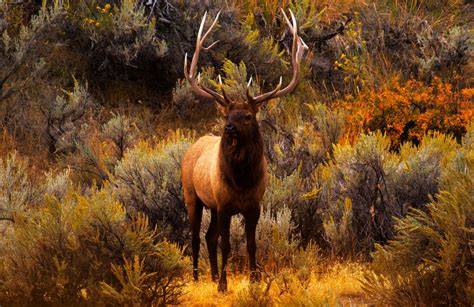 Bull Elk Wildlife Julian Bunker Photography
