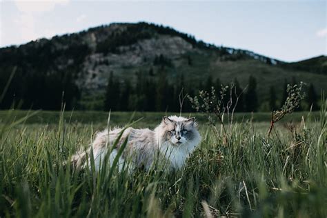 Animals Grass Cat Fluffy Stroll Hd Wallpaper Pxfuel