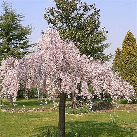 Prunus X Subhirtella Pendula Rubra Weeping Spring Cherry Tree 5
