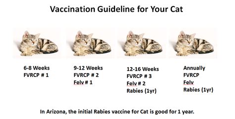 Cat parents understand the importance of getting their pets vaccinated, but knowing exactly which vaccinations are required at what age—and how they help keep our cats safe and healthy—can be difficult to keep track of. Vaccines for Cats in Phoenix, AZ | Catalina Animal ...