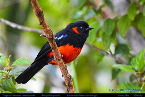 Lovely Scarlet Bellied Mountain Tanager Anisognathus Igniventris At The