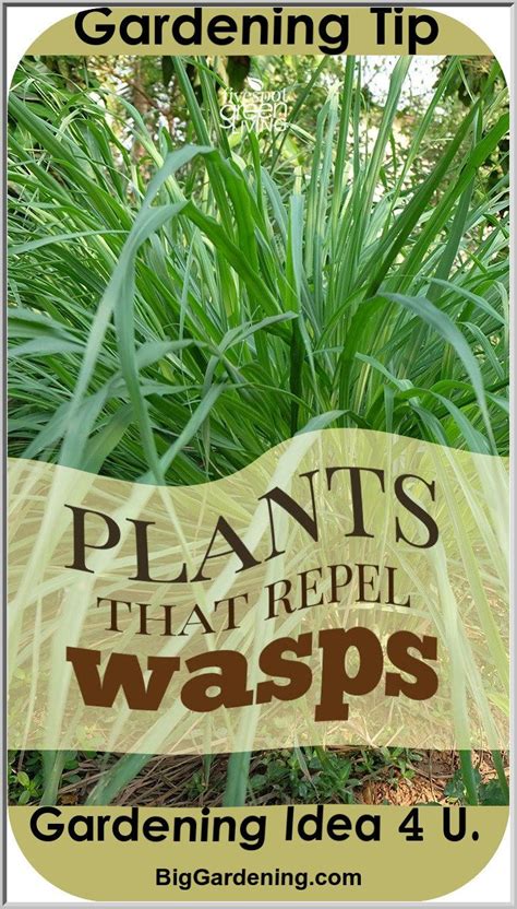 The Very Best Wasp Deterrent Plants These Are A Few Of The Absolute