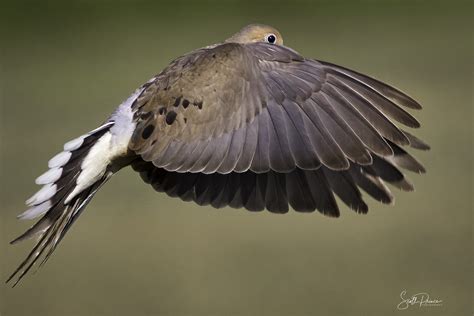 Photographing Mourning Dove in Flight - Scott Prince Photography