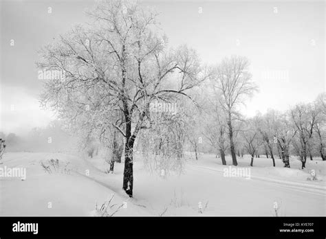 Snowy Landscape With Trees Stock Photo Alamy