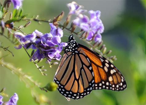 Climate Change Habitat Loss Linked To Sharp Monarch Butterfly Decline