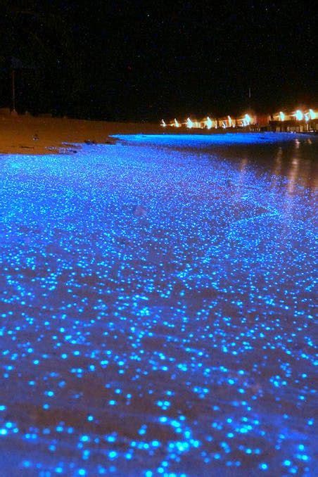 5 Bioluminescent Beaches That Will Blow Your Mind Artofit