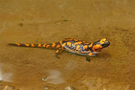 Do Salamanders Make Good Pets Popular Pet Salamander Species