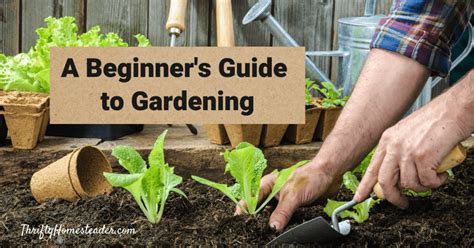 Homestead Garden A Beginners Guide