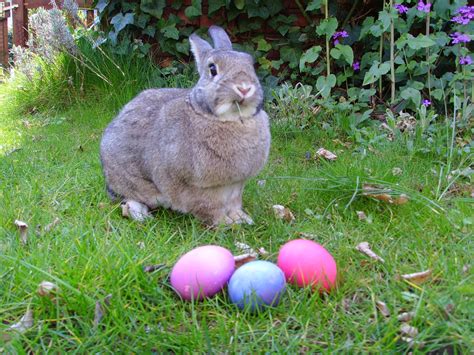 Lapin de pâques suspendus décoration pâques lapin parti maison ornement. Lapin de Pâques | Les animaux magiques