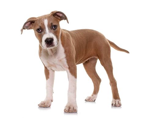 American Staffordshire Terrier Dog Breed Everything About American