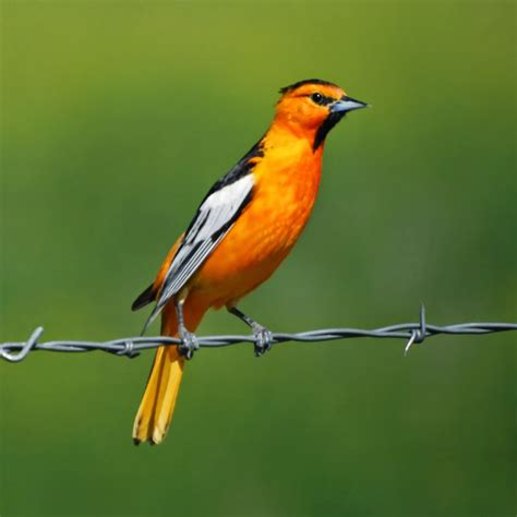 10 Captivating Orange Colored Birds