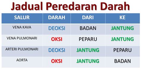 Seperti yang dikutip dari live science, pembuluh darah dalam tubuh manusia memiliki panjang sekitar 100 ribu kilometer. Gambar Sistem Peredaran Darah Badan Manusia Cikguhailmi ...