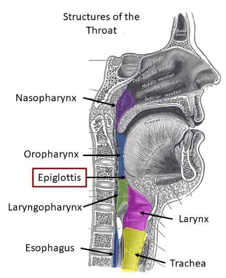 What Is The Cartilage Flap At Top Of The Larynx Prevents Food From