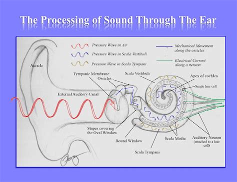 Hearing And How The Ear Processes Sound