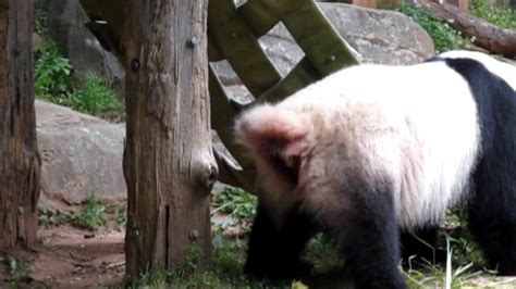 Rudyard Kipling Szoknya Interferencia Panda Poop Vezet Bokor Jóakarat