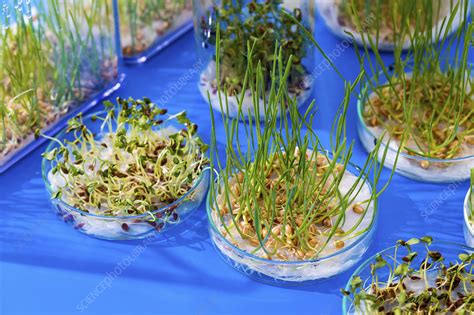 Plant Research Conceptual Image Stock Image F0223722 Science