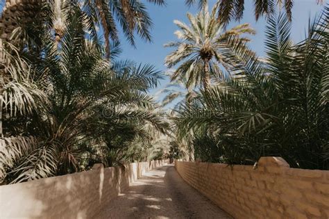 View Of The Unesco Enlisted Oasis In Al Ain Uae Stock Photo Image Of