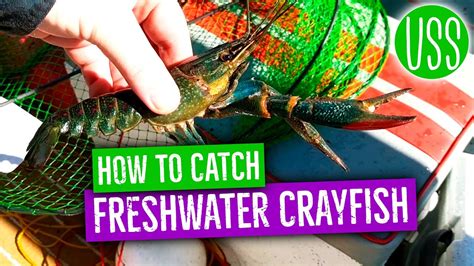 How To Catch Freshwater Crayfish Youtube