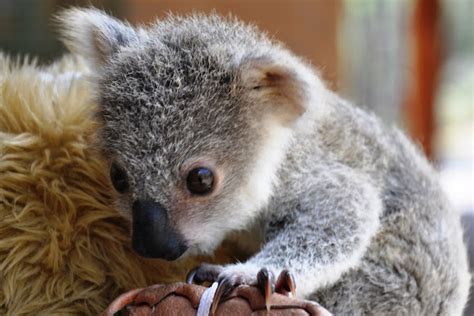 Koala Baby Project Noah