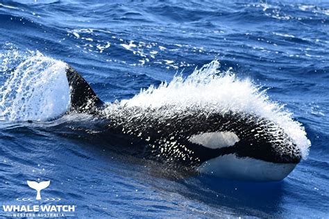 Orca Hunt In The Bremer Canyon 5120 Whale Tales