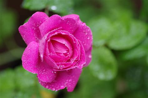 Imgp3991as Roses In The Rain Colin Chester Flickr