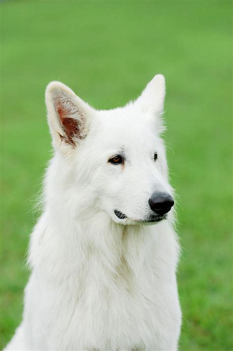 White Swiss Shepherd Dog Photograph By Waldek Dabrowski