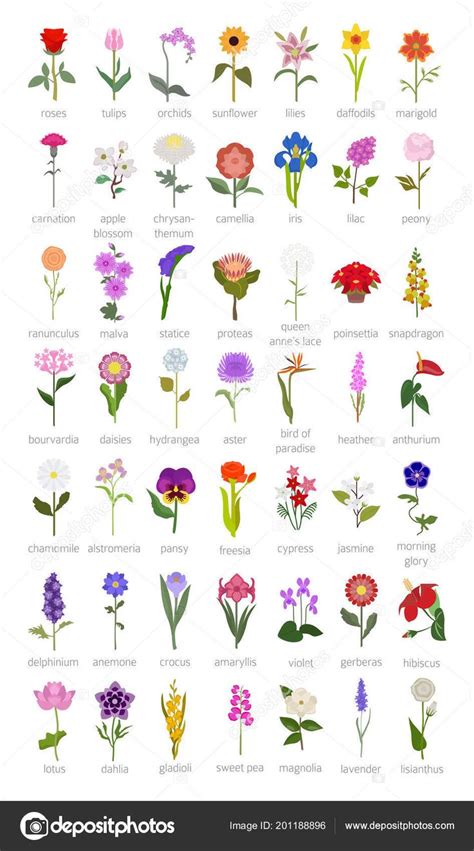 Your Garden Guide Top 50 Most Popular Flowers Infographic Vector