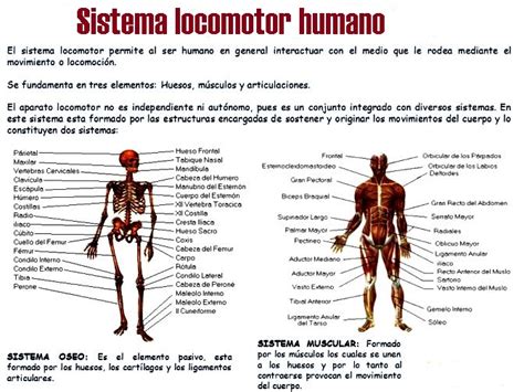 Qué sistemas componen el aparato locomotor Cuerpo humano