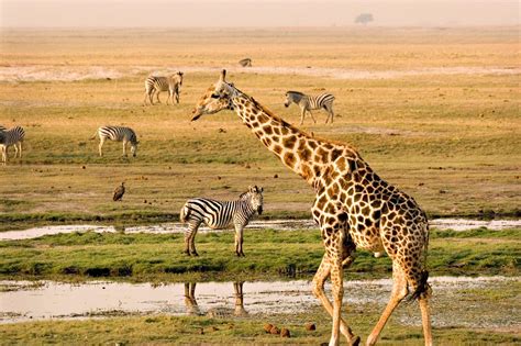Chobe National Park Game Drive Join Up Safaris