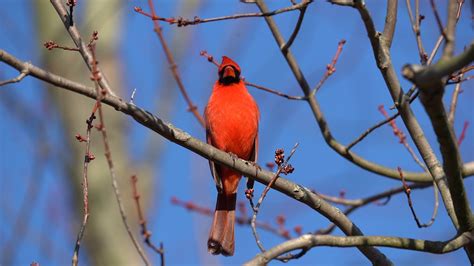 Northern Cardinal Singing Youtube