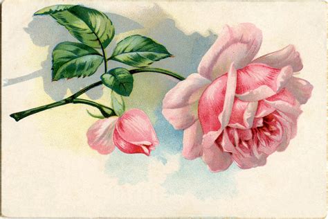 Free Vintage Images Lovely Pink Rose The Graphics Fairy