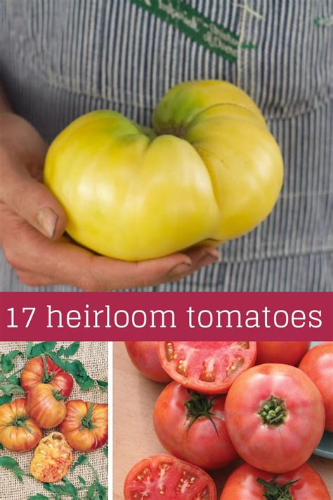 Heirloom Tomato Varieties Hgtv Gardens Heirloom Tomatoes Varieties