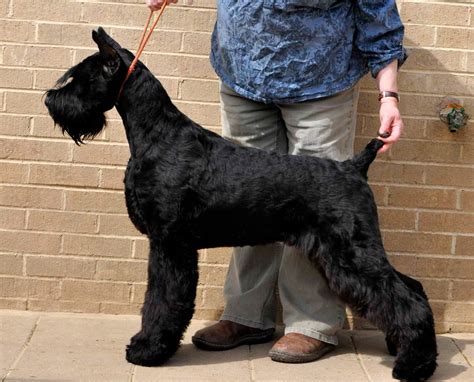 Magna Giant Schnauzers Wonderful 7 Month Old Male Sold