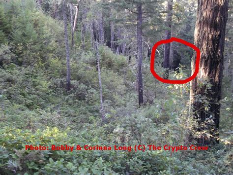 Possible Bigfoot Picture From Oregon Update The Crypto