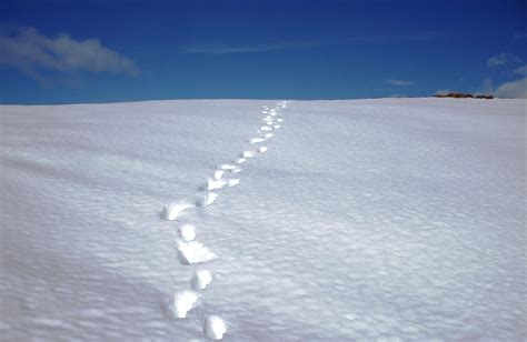 Footprints In The Snow Wallpapers High Quality Download Free
