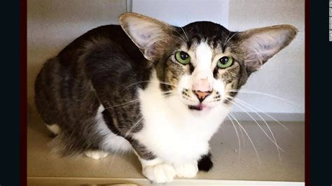 Cat That Looks Like Star Wars Actor Adopted Cnn