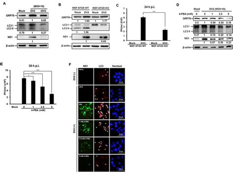 Denv2 Infection Triggers Autophagy And Increases Viral Titer Through