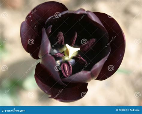 Black Tulip Stock Image Image Of Anniversary Bloom Deep 130869