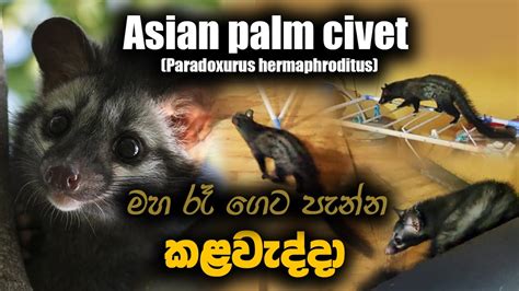 The Asian Palm Civet කළවැද්දා Youtube