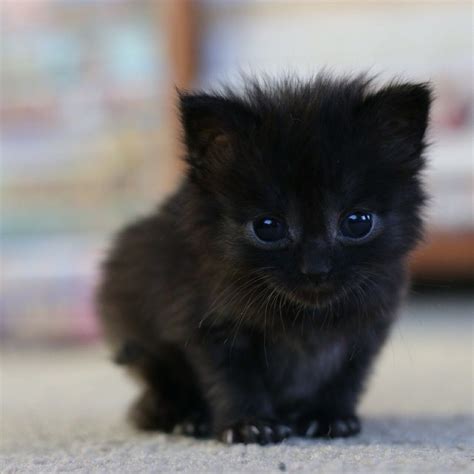 Pin By Laurel Scott On Cute Cute Animals Cute Cats Kittens Cutest