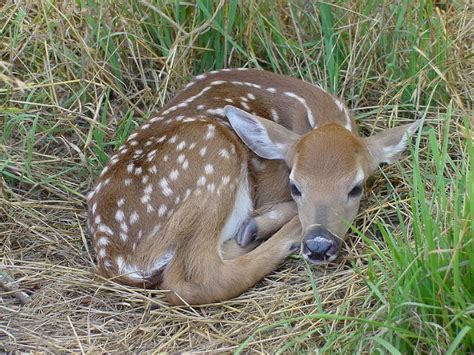 White Tailed Deer Reproduction How Fawns Are Made