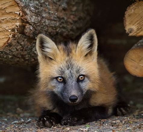 Beautiful Wildlife “cross Fox Kit By © Brittany Crossman ” Pet Fox