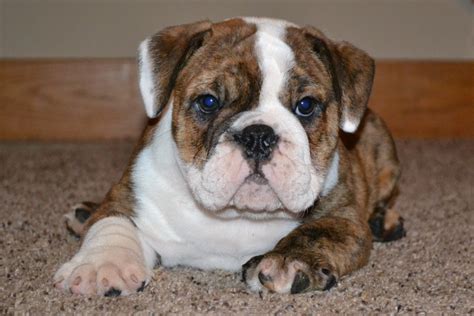 English Bulldog Mix Puppies Picture Ohio - Dog Breeders Guide