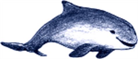 More images for schweinswal » Der Schweinswal in der Ostsee - Allgemeines