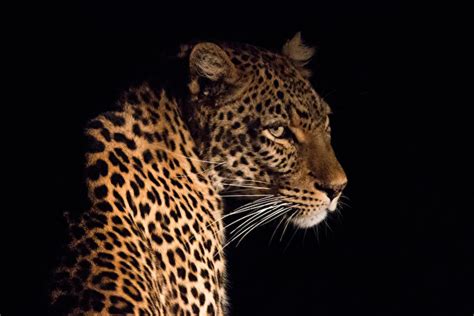Photo Leopard Big Cats Whiskers Animals Black Background 600x400