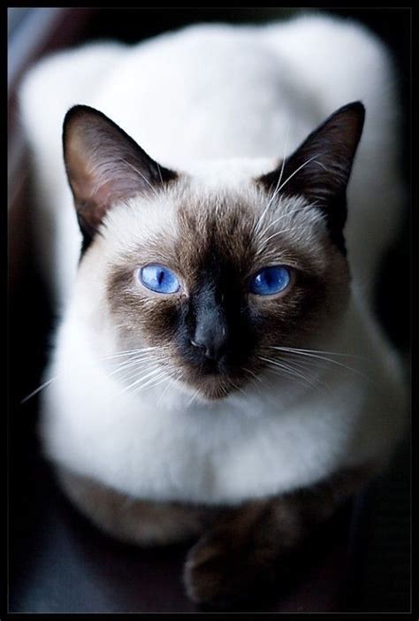 Are Short Haired Siamese Cats Hypoallergenic British Shorthair