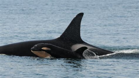 Orca Baby Boom 5th Calf Born Cbc News