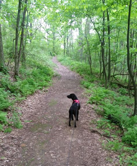 5 Best Dog Friendly Hiking Trails In La Crosse Wi Pawsitively Intrepid