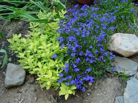 Ground mediterranean oregano has an almost magical affinity for tomatoes. PlantFiles Pictures: Origanum, Golden Oregano 'Aureum ...