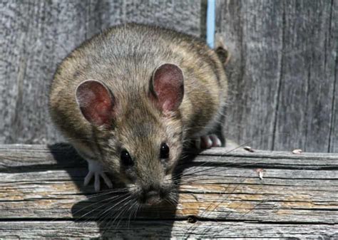 See full list on ratrelief.com Rodentia - North American Nature